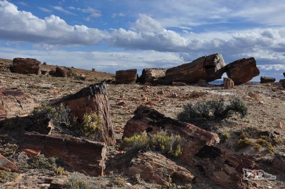 Restos de antigas araucárias com 150 milhões de anos transformadas em pedra uma erupção vulcânica, no Monumento Natural Bosques Petrificados, região de Caleta Olivia, no sul da Argentina